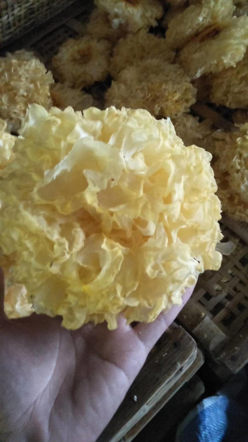 雪花银耳干货批发品质保证值得信赖！