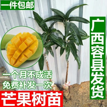 芒果树苗嫁接芒果苗南方北方种植澳芒四季芒红象牙金煌芒当年