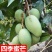 芒果树苗嫁接芒果苗南方北方种植澳芒四季芒红象牙金煌芒当年