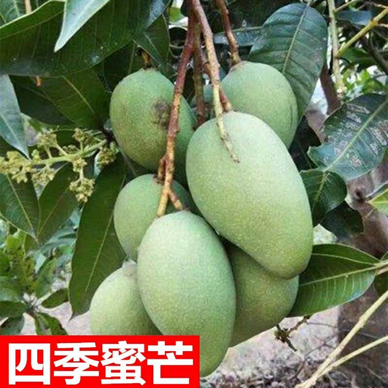 芒果树苗嫁接芒果苗南方北方种植澳芒四季芒红象牙金煌芒当年