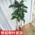 芒果树苗嫁接芒果苗南方北方种植澳芒四季芒红象牙金煌芒当年