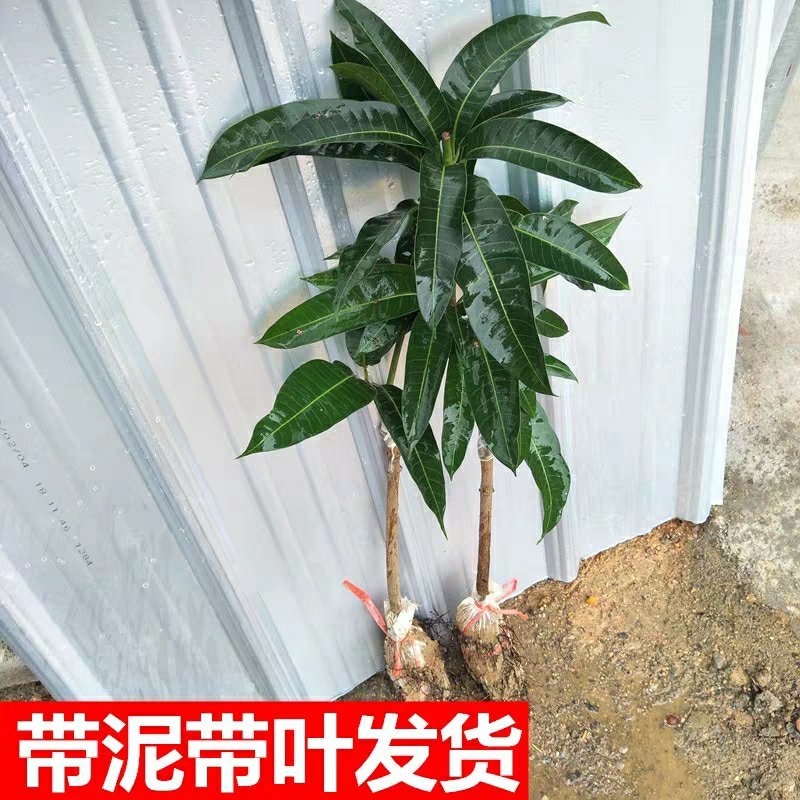 芒果树苗嫁接芒果苗南方北方种植澳芒四季芒红象牙金煌芒当年