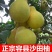 沙田柚苗正宗广西容县嫁接沙田柚树苗南北方柚子苗盆栽地