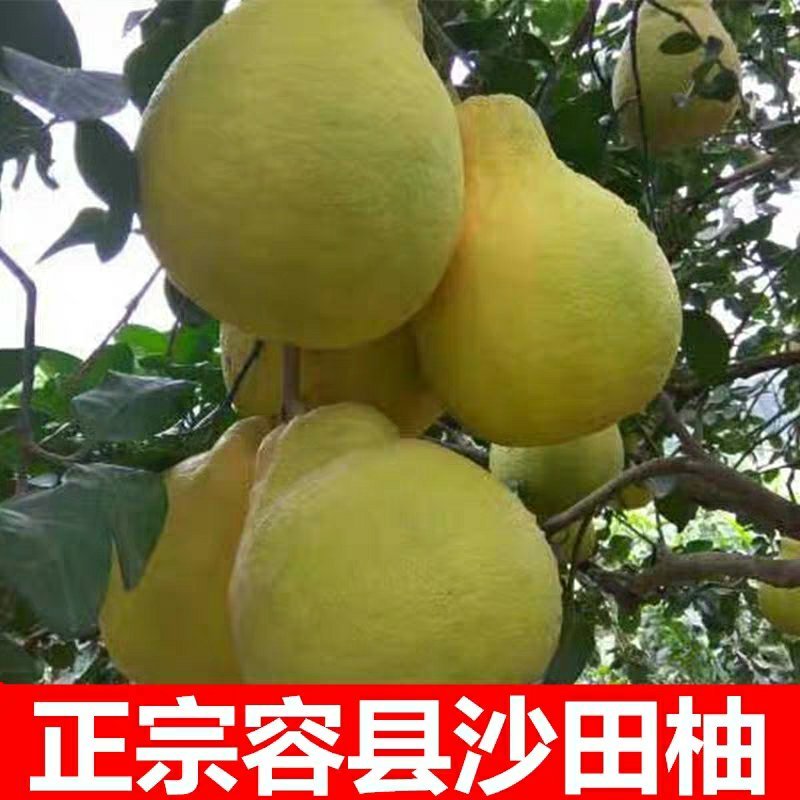 沙田柚苗正宗广西容县嫁接沙田柚树苗南北方柚子苗盆栽地