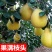 沙田柚苗正宗广西容县嫁接沙田柚树苗南北方柚子苗盆栽地