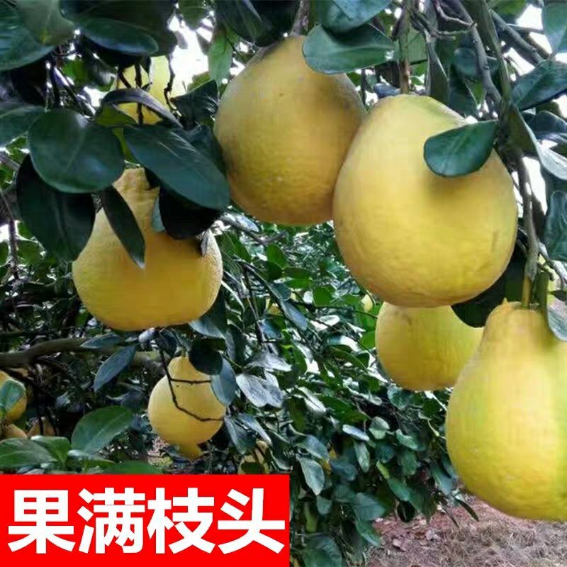 沙田柚苗正宗广西容县嫁接沙田柚树苗南北方柚子苗盆栽地