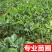 沙田柚苗正宗广西容县嫁接沙田柚树苗南北方柚子苗盆栽地