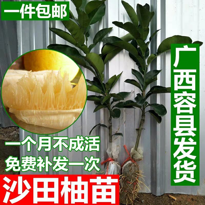 沙田柚苗正宗广西容县嫁接沙田柚树苗南北方柚子苗盆栽地