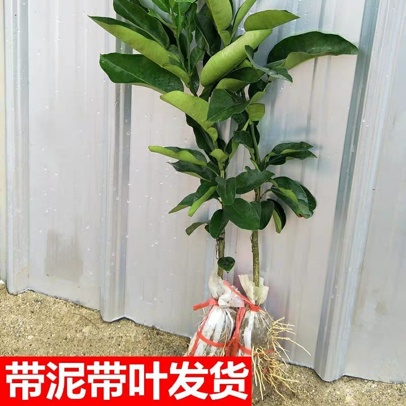 沙田柚苗正宗广西容县嫁接沙田柚树苗南北方柚子苗盆栽地