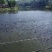 水产培育基地，黄鳝苗，台湾泥鳅苗，基地批发销售