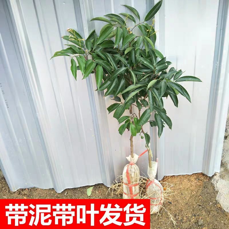 正宗嫁接荔枝树苗妃子笑糯米滋桂味无核果树苗当年结果南北方
