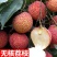 正宗嫁接荔枝树苗妃子笑糯米滋桂味无核果树苗当年结果南北方