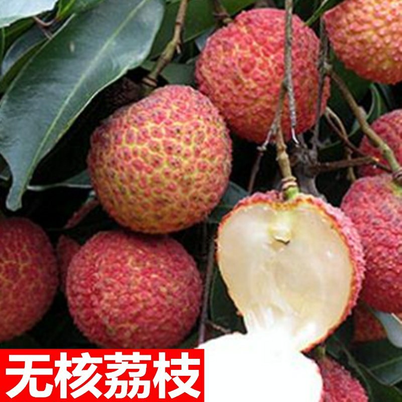 正宗嫁接荔枝树苗妃子笑糯米滋桂味无核果树苗当年结果南北方