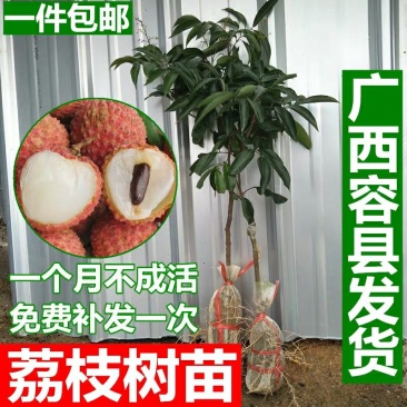 正宗嫁接荔枝树苗妃子笑糯米滋桂味无核果树苗当年结果南北方