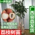 正宗嫁接荔枝树苗妃子笑糯米滋桂味无核果树苗当年结果南北方