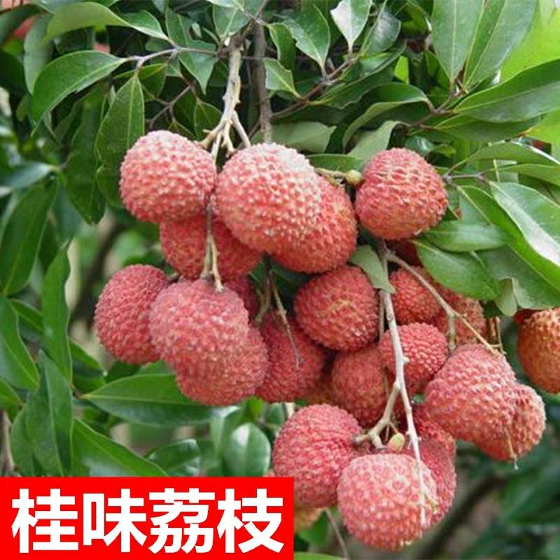 正宗嫁接荔枝树苗妃子笑糯米滋桂味无核果树苗当年结果南北方