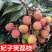 正宗嫁接荔枝树苗妃子笑糯米滋桂味无核果树苗当年结果南北方