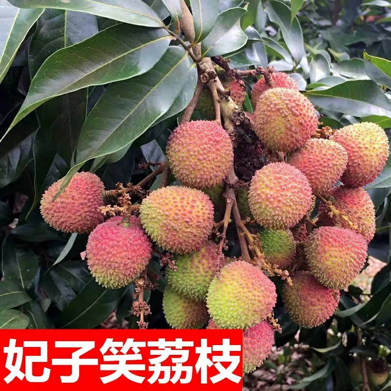 正宗嫁接荔枝树苗妃子笑糯米滋桂味无核果树苗当年结果南北方