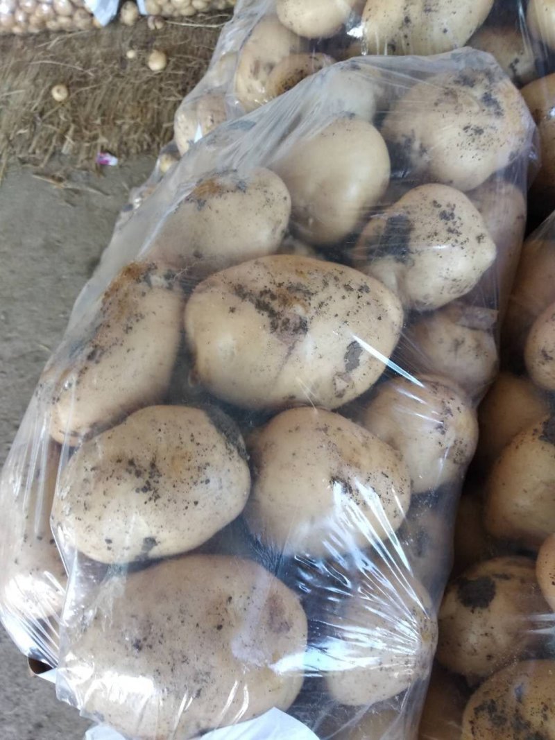 土豆早大白