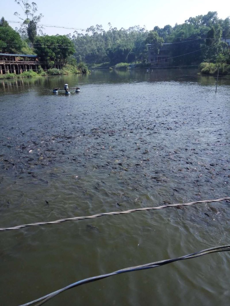甲鱼苗