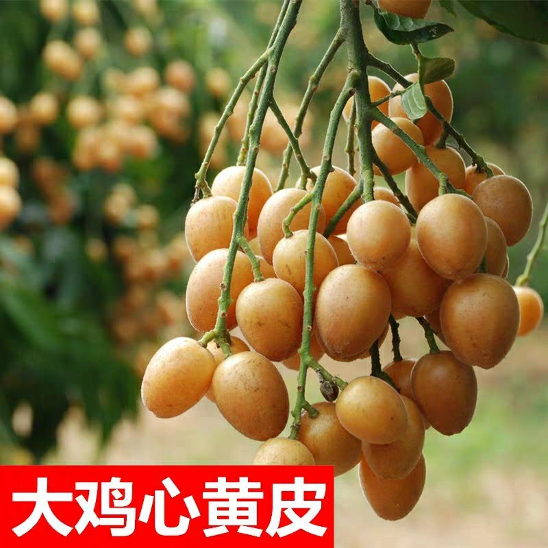 广西嫁接黄皮果树苗无核鸡心黄皮树苗黑黄皮冰糖黄皮果苗盆栽