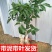 广西嫁接黄皮果树苗无核鸡心黄皮树苗黑黄皮冰糖黄皮果苗盆栽