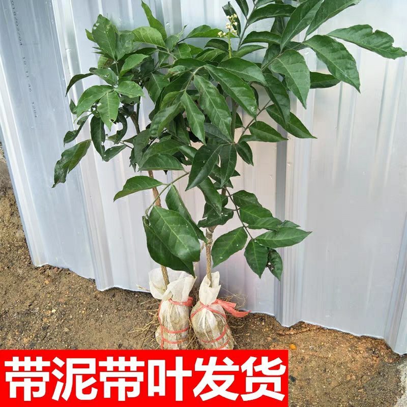 广西嫁接黄皮果树苗无核鸡心黄皮树苗黑黄皮冰糖黄皮果苗盆栽