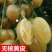 广西嫁接黄皮果树苗无核鸡心黄皮树苗黑黄皮冰糖黄皮果苗盆栽