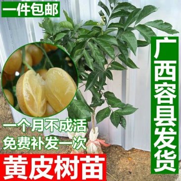 广西嫁接黄皮果树苗无核鸡心黄皮树苗黑黄皮冰糖黄皮果苗盆栽