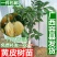 广西嫁接黄皮果树苗无核鸡心黄皮树苗黑黄皮冰糖黄皮果苗盆栽