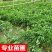 广西嫁接黄皮果树苗无核鸡心黄皮树苗黑黄皮冰糖黄皮果苗盆栽