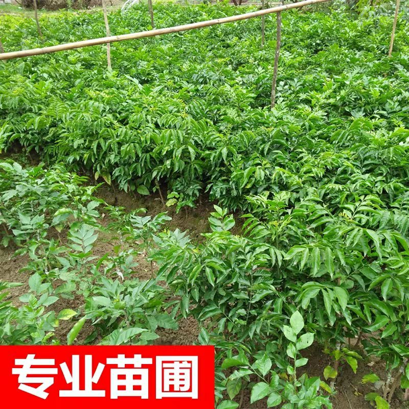 广西嫁接黄皮果树苗无核鸡心黄皮树苗黑黄皮冰糖黄皮果苗盆栽