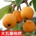 枇杷树苗果树苗白沙白玉大五星嫁接苗盆栽地栽南北方种植当年