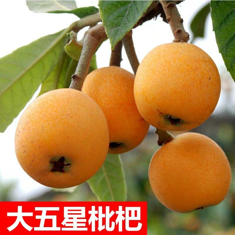 枇杷树苗果树苗白沙白玉大五星嫁接苗盆栽地栽南北方种植当年
