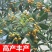 枇杷树苗果树苗白沙白玉大五星嫁接苗盆栽地栽南北方种植当年