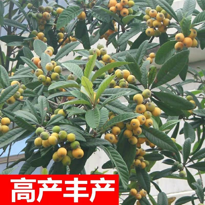 枇杷树苗果树苗白沙白玉大五星嫁接苗盆栽地栽南北方种植当年