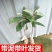 枇杷树苗果树苗白沙白玉大五星嫁接苗盆栽地栽南北方种植当年