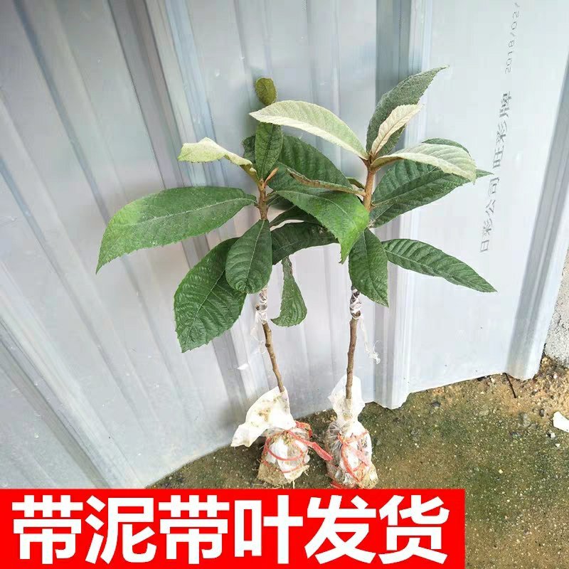 枇杷树苗果树苗白沙白玉大五星嫁接苗盆栽地栽南北方种植当年