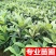 枇杷树苗果树苗白沙白玉大五星嫁接苗盆栽地栽南北方种植当年