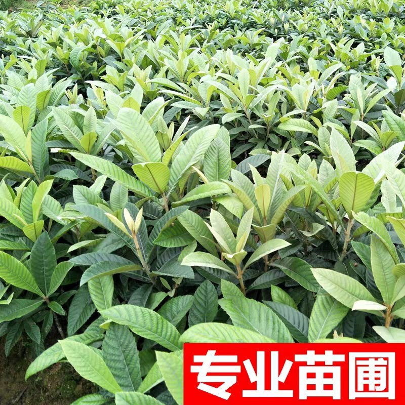 枇杷树苗果树苗白沙白玉大五星嫁接苗盆栽地栽南北方种植当年