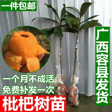 枇杷树苗果树苗白沙白玉大五星嫁接苗盆栽地栽南北方种植当年