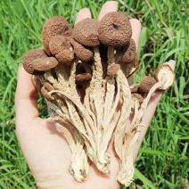 2024茶树菇农家一级精选不开伞5号菇江西广昌产地直供