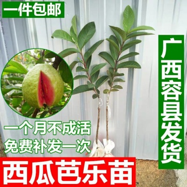 番石榴苗红心西瓜芭乐树苗正宗台湾四季珍珠番石榴苗
