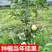 番石榴苗红心西瓜芭乐树苗正宗台湾四季珍珠番石榴苗