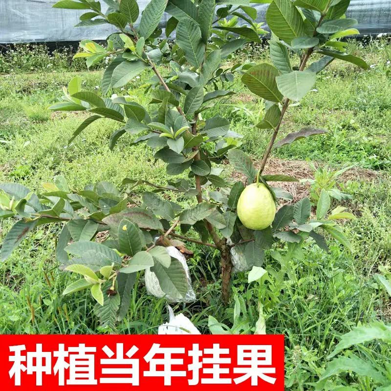 番石榴苗红心西瓜芭乐树苗正宗台湾四季珍珠番石榴苗