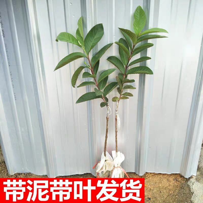 番石榴苗红心西瓜芭乐树苗正宗台湾四季珍珠番石榴苗