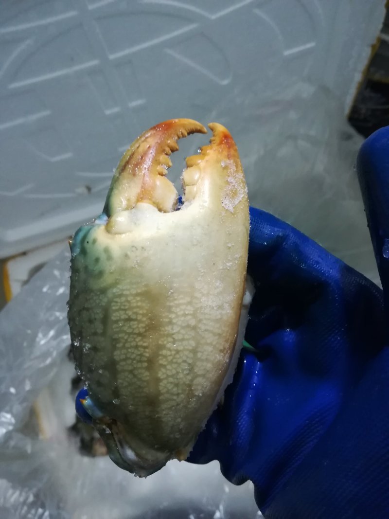 螃蟹腿（钳）