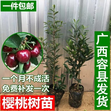 樱桃苗樱桃树苗当年结果南方北方种植地栽盆栽嫁接车厘子果