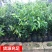樱桃苗樱桃树苗当年结果南方北方种植地栽盆栽嫁接车厘子果