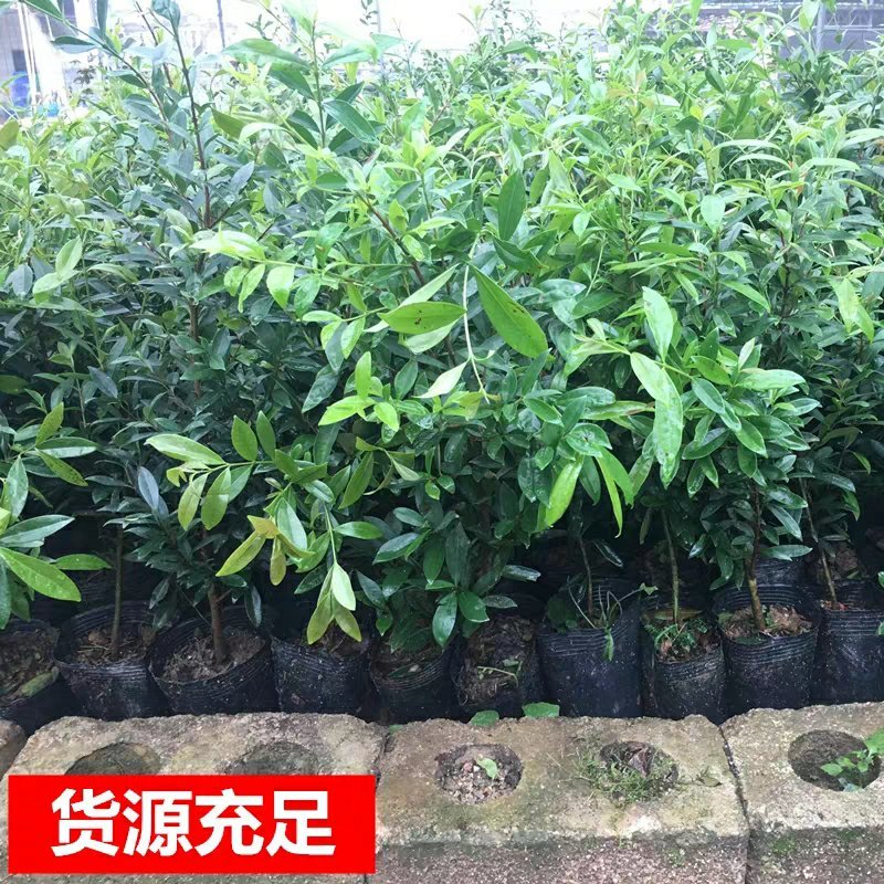 樱桃苗樱桃树苗当年结果南方北方种植地栽盆栽嫁接车厘子果